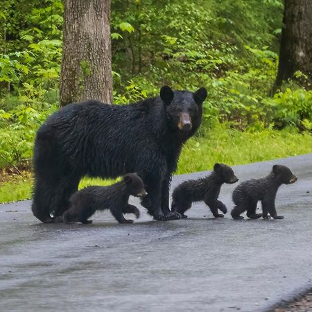 Papa Bear, Hot Tub, Wifi, 1089 Free Tickets Each Paid Day, Dollywood And More Sevierville Eksteriør bilde