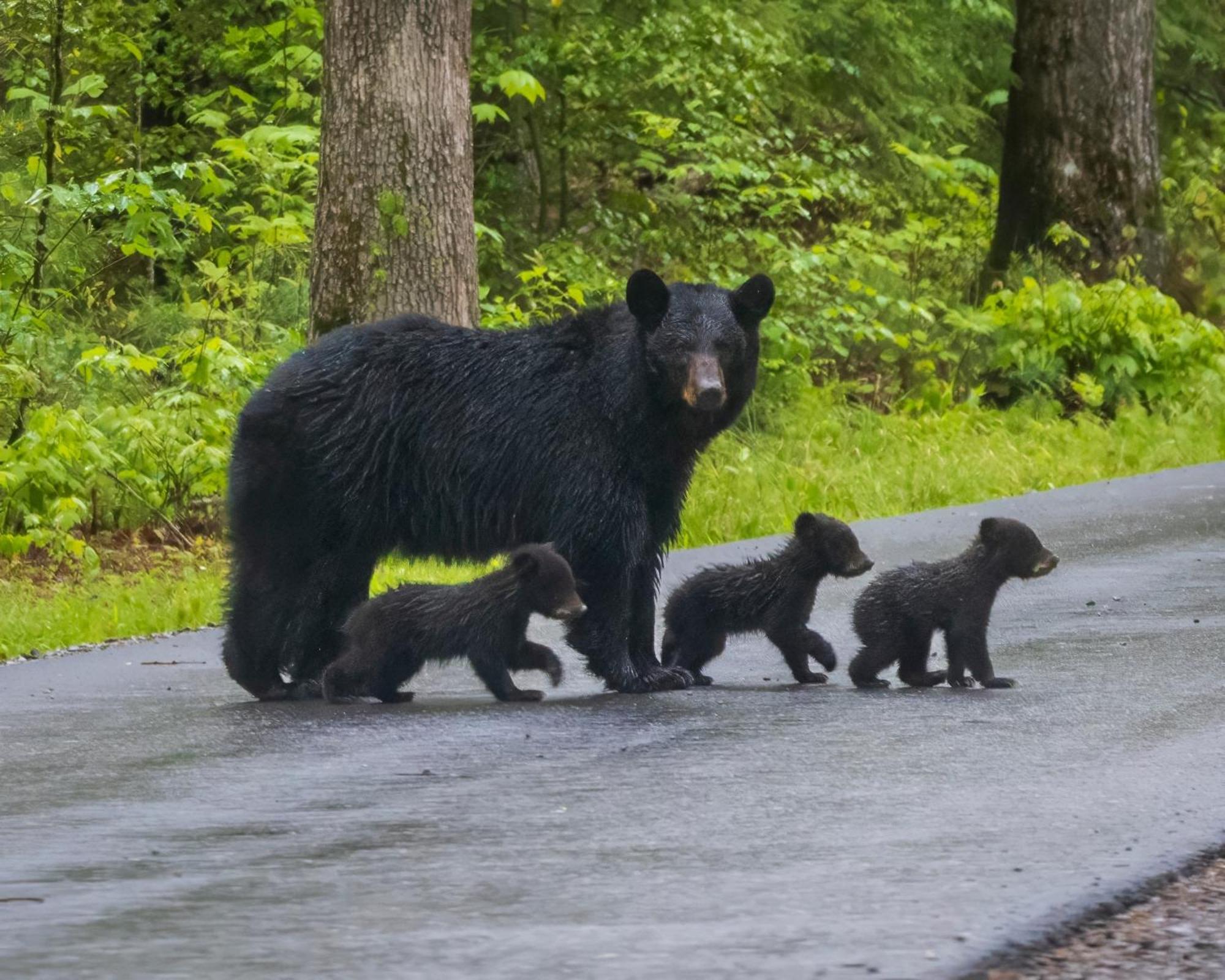 Papa Bear, Hot Tub, Wifi, 1089 Free Tickets Each Paid Day, Dollywood And More Sevierville Eksteriør bilde